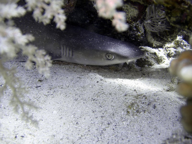 Dive with sharks